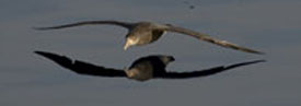 petrel flying